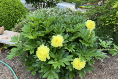 Landscaping-Plantings-Northern-Virginia